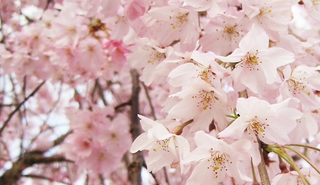 sakura